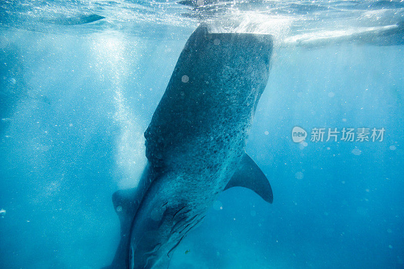 正在进食的鲸鲨(Rhincodon typus)的正面视图。